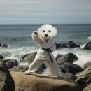 합성태권도 이미지