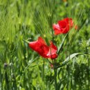 바람의정원 이미지