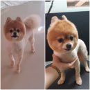 까끼애견미용 이미지