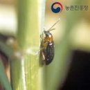 (주)지오에스지 | 벼 주요 해충(발생환경/증상/방제/농약) - 上편