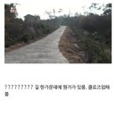 시골집을 지키는 맹견 2마리 포착 이미지