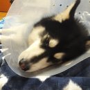 산본중앙동물병원 이미지