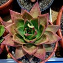 마츄피츄 이미지