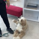 [갈매] 구리 강아지훈련소 프래들 애견학교에서 강아지훈련 받기! | 강아지산책훈련 | 강아지분리불안교육