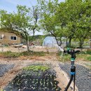 텃밭가꾸기 이미지