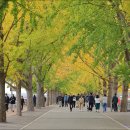 곡교천 은행나무길 이미지