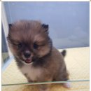 멍멍이와 야옹이 분양 미용 이미지