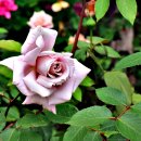 중랑화원 이미지