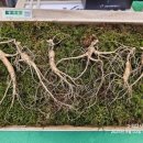 고초령 산양삼 이미지