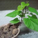 전곡초교 이미지