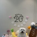 스무살의꿈 동물병원 이미지