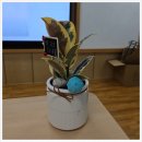 마음을 심는 원예테라피 이미지