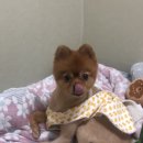 봉스꼬마김밥 이미지