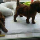 위드독스샵 이미지