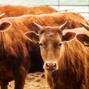 우리소우리 이미지