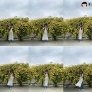 남해여행) 다랭이팜 목향장미 스팟 / 남해 가볼만한곳 5월 꽃구경 숨은명소