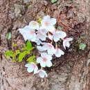 패스웨이(주) | 대구 이월드 벚꽃 개화 상황 및 방문후기 - 만개하자마자 벚꽃엔딩! 흩날리는 꽃잎이 가득