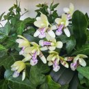 대엽풍란꽃이 만개했어요^^ 이미지