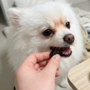 벳케어 동물병원 | 눈물 자국과 눈 건강 고민 끝! '페노비스 강아지 눈 영양제' 솔직 분석