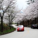 부귀리벗꽃 이미지