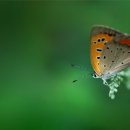 나 그대 사랑... 이미지