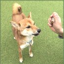 아이조아요양보호소 동탄점 | 화성강아지파양 아이조아보호소 상담 흐름이 현실적으로 와닿았어요