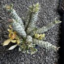 리치아이 이미지