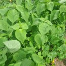 참맛있는밥상 이미지