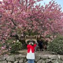 순천 겹벚꽃 명소 선암사 🌸 솔직 후기 (개화시기, 사진 스팟)