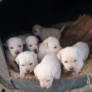 부일농장 이미지