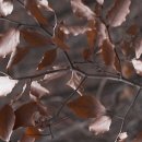 감태나무(산호조,山胡조) 이미지