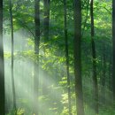 더포레스트 이미지