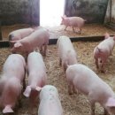 선진축사 이미지