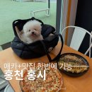 홍천양식맛집 홍시 방문 후기
