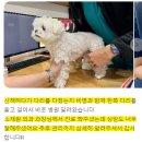 삼양 동물병원 네이버블로그