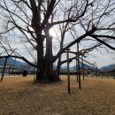 의령 세간리 은행나무 이미지