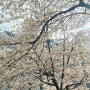 미니카트 | 내돈내산 : LOZ 미니블럭 카트시리즈 바니카트 조립후기