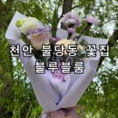 무인17 | 천안 불당동 24시 무인 꽃집 블루블룸 꽃다발 후기 화분 선물 꽃배달 추천