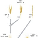 현대의 유전자변형 밀: 똥배와 허리 군살의 주범이자 만병의 근원 이미지