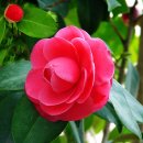 [12월 10일 탄생화] 동백(빨강) Camellia : 고결한 이성 이미지