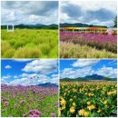 산책 - 양주 나리농원