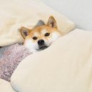 반송동100 이미지