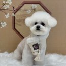 더독그루머스 이미지