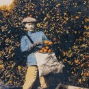 오렌지 농장 이미지