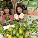 파파야모텔