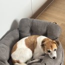 설악펫 | 오션투유리조트 고성 펫룸 (속초설악비치) : 삼포해변 바로 앞 가성비 반려동물 동반 리조트&amp;호텔 숙박후기