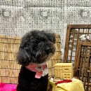 놀러오개 애견유치원 애견호텔 에버랜드점 이미지