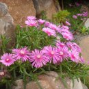 아라리펜션 이미지