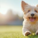 아인동물의료센터 이미지