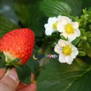 천애농장 이미지